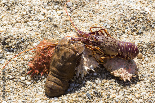 Different lobster on sand. Summer beach background.