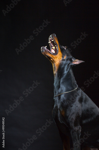Fotobehang Black dog face