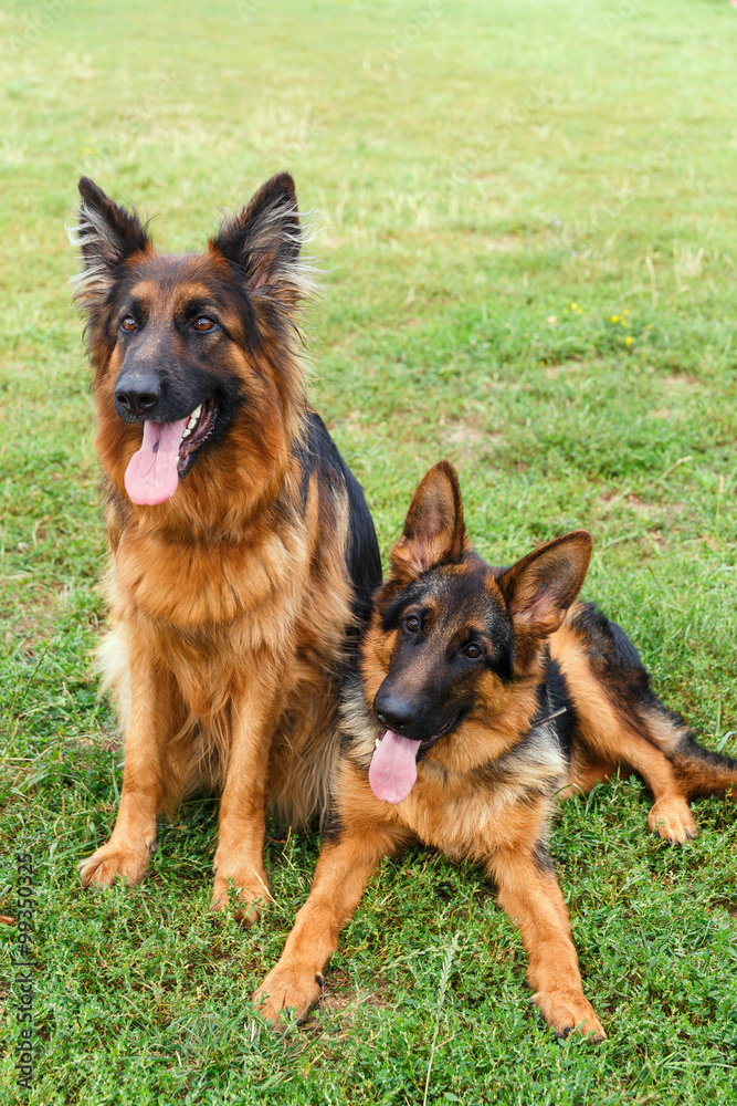 Two happy german shepherd dogs Two happy german shepherd dogs
