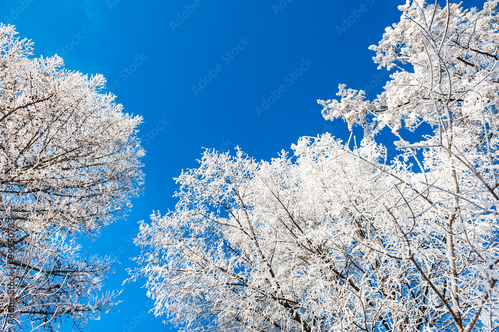 Winter trees with hoarfrost against the blue sky.
