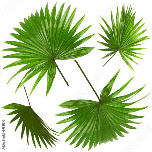 Palm  leafves (Livistona Rotundifolia palm), isolated on white