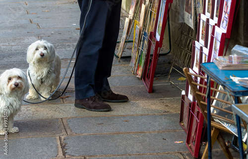 Paris white dogs on leashes at the book stalls on the Seine River photo