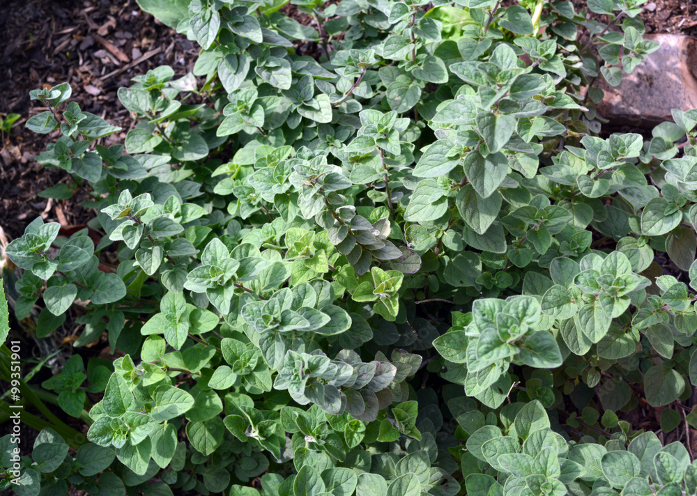 Basil/Fresh Basil growing in a garden Basil/Fresh Basil growing in a garden