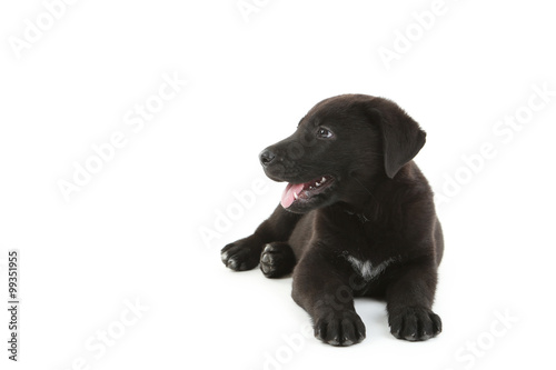 Fototapeta Naklejka Na Ścianę i Meble -  Beautiful black labrador puppy isolated on a white