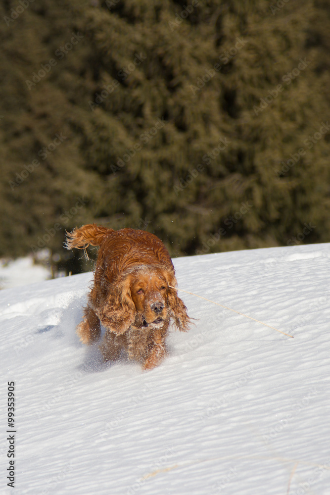 Obraz premium cocker spaniel in the snow