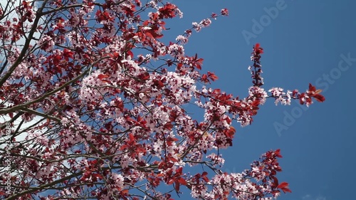 Japanese cherry tree in spring time