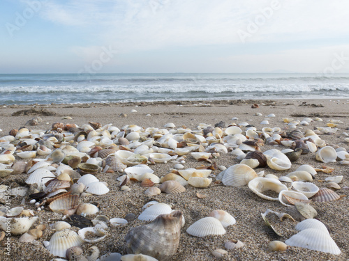 a lonely beach with coarse sand and shells