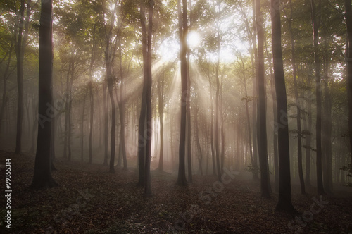 sun rays in forest in the m...