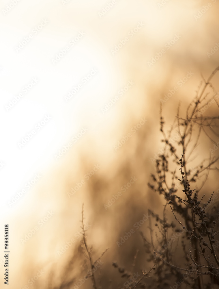 Dry grass and blur the background.