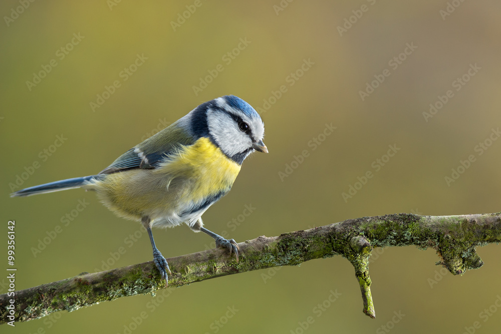 Fototapeta premium Eurasian blue tit - Cyanistes caeruleus
