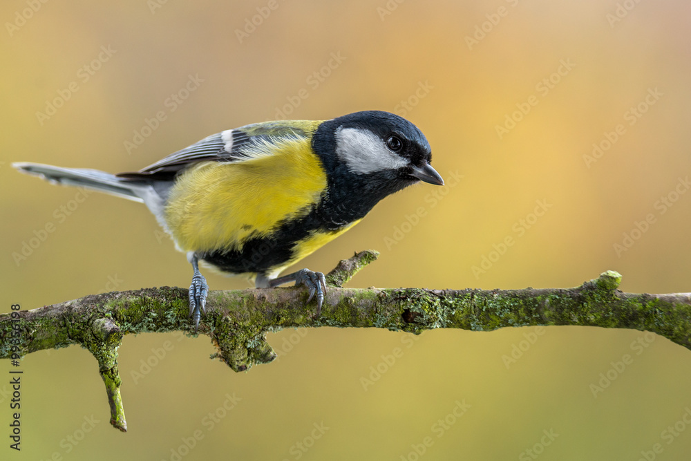 Fototapeta premium Great tit - Parus major