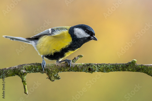 Great tit - Parus major photo