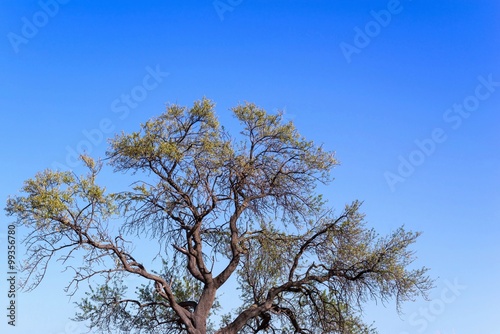 Fotografie branchy curve tree with foliage against the blue sky