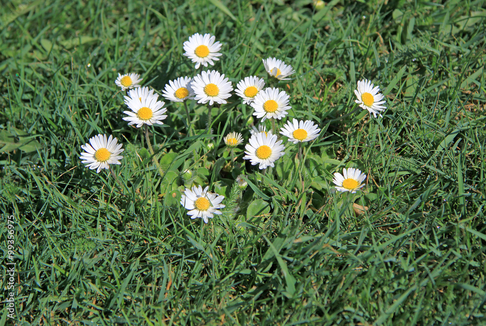 Fototapeta premium Daisies in the grass