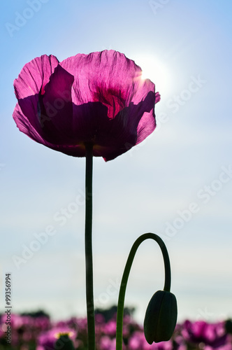 Fototapeta Naklejka Na Ścianę i Meble -  Mohnblume in violett im Sonnenlicht