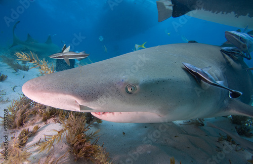 Tableau sur toile A close up of a shark with remora fish.