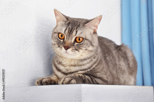 Grey cat against white wall and blue curtains, close up