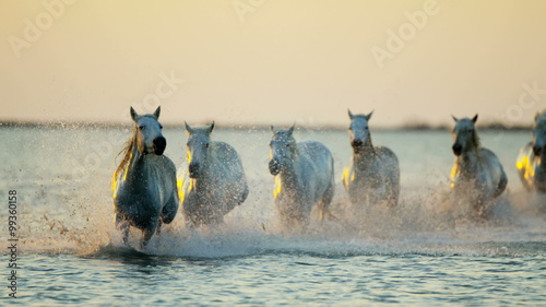 Horse running Camargue animal France sunrise freedom travel photo