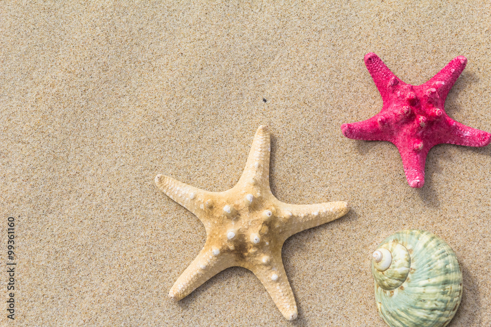 Beach background top view sea shells stars Beach background top view sea shells stars