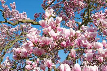 Keuken achterwand Magnolia Magnoliabloemen in zacht voorjaar  © M. Schuppich