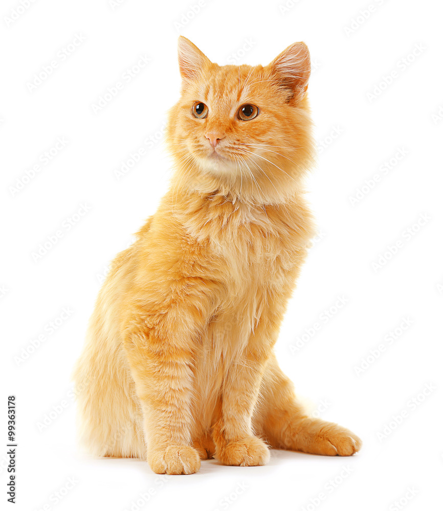 Fototapeta premium Cute red cat isolated on white background