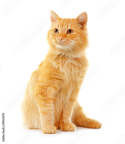 Foto Cute red cat isolated on white background