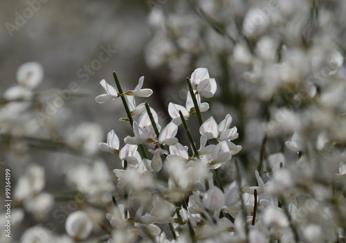 Isolated wildflowers of Retama monosperma in early winter