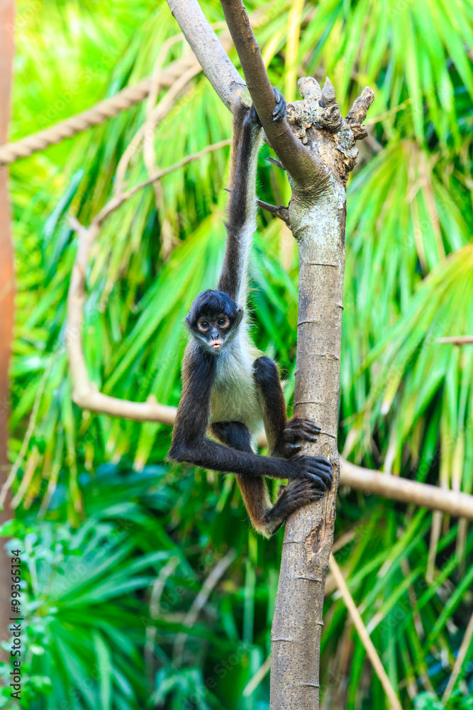 Fototapeta premium Spider monkey on a tree