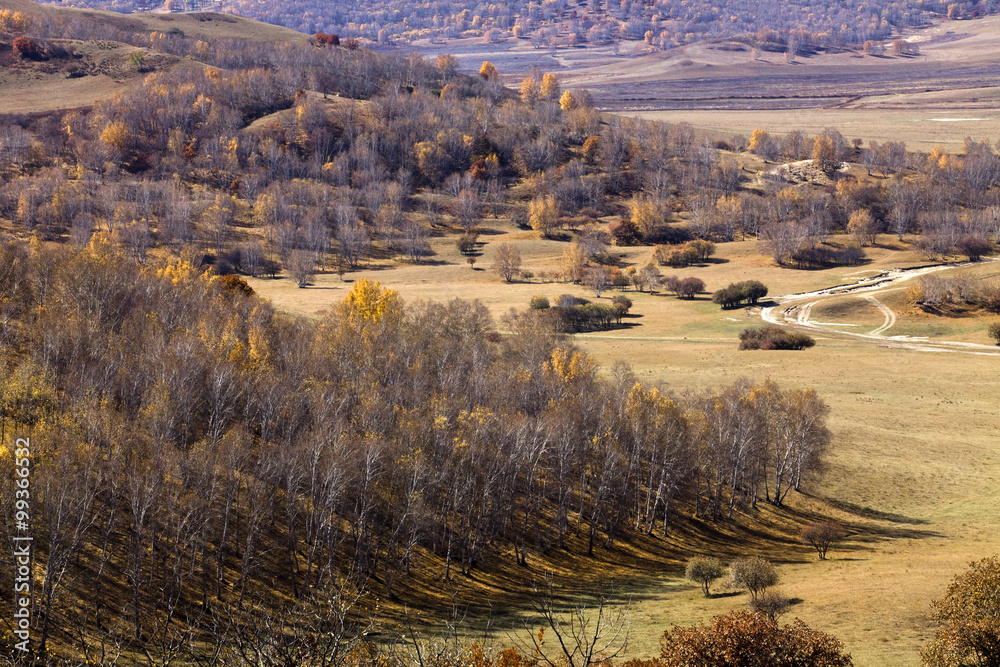 View of forests in Inner Mongolia