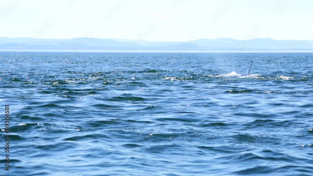 Aquatic Species Mammal Orca Killer Whale Marine Biology Travel Tourism Ocean Aquatic Species Mammal Orca Killer Whale Marine Biology Travel Tourism Ocean