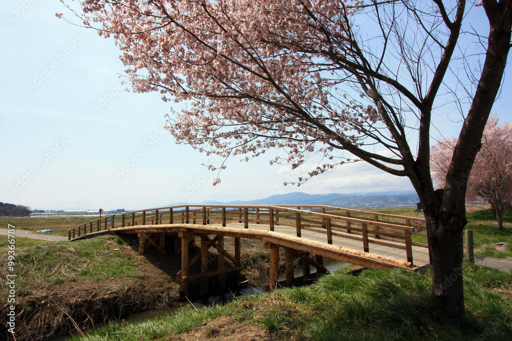 Naklejka premium 桜と木製の橋