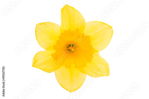 Fototapeta Naklejka Na Ścianę i Meble -  daffodil yellow flower