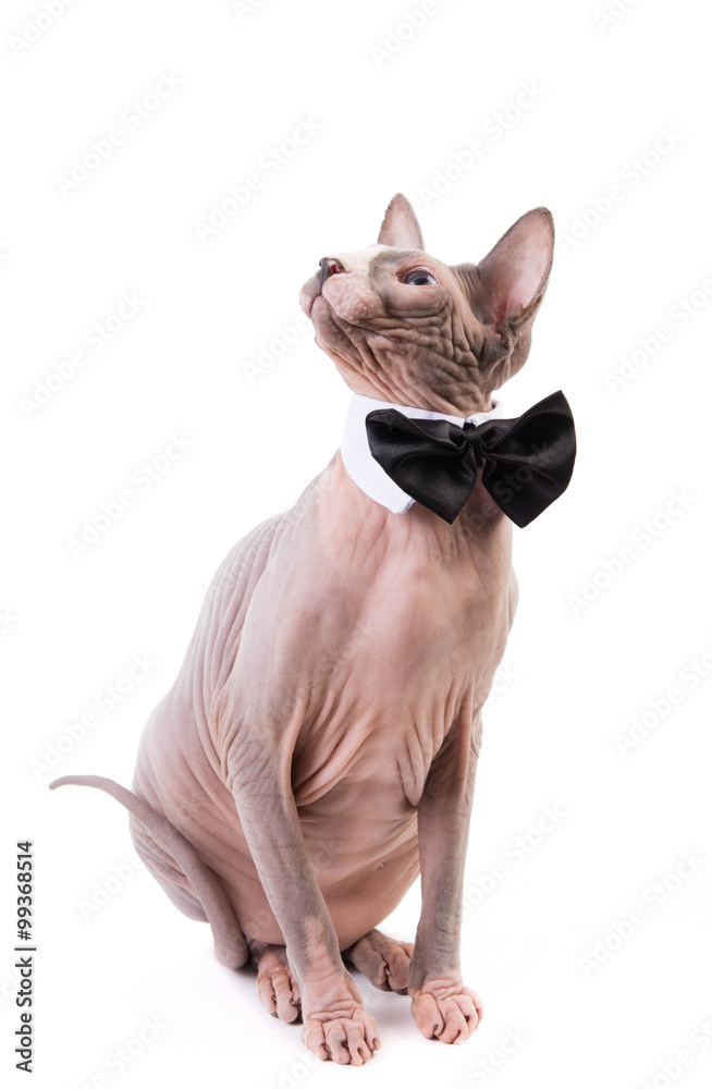 sphynx collars
