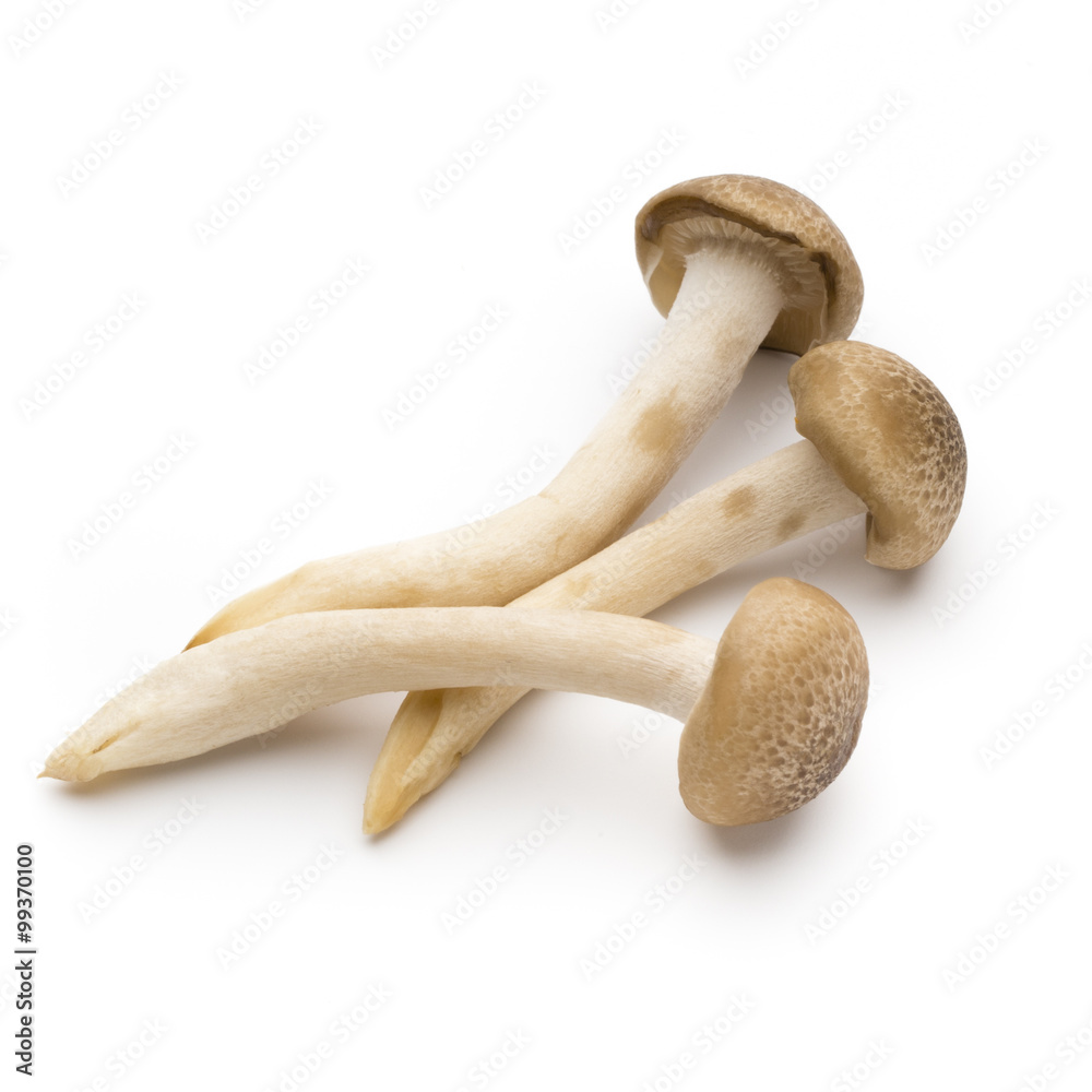Mushroom on the isolated background. Mushroom on the isolated background.