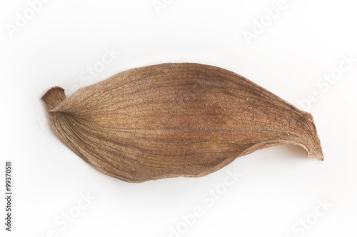 Wallpaper Mural Leaf isolated on white background Torontodigital.ca