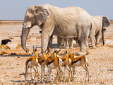 Herd of impalas and elephants at waterhole