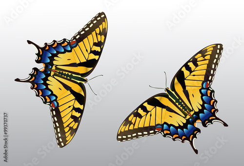 Butterfly Clip Art - Species: Tiger Swallowtail - Vector Image