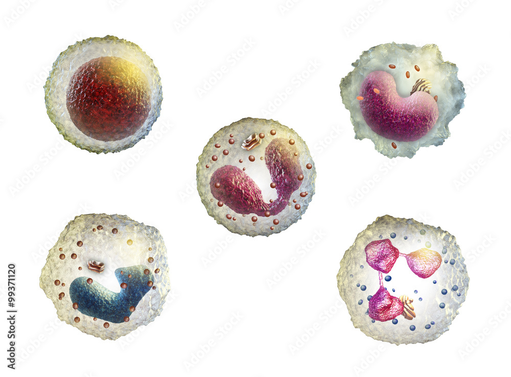 White blood cells Stock Illustration | Adobe Stock