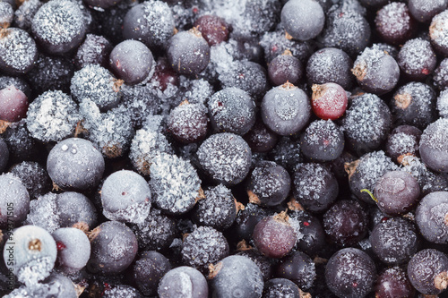 Black currant with ice