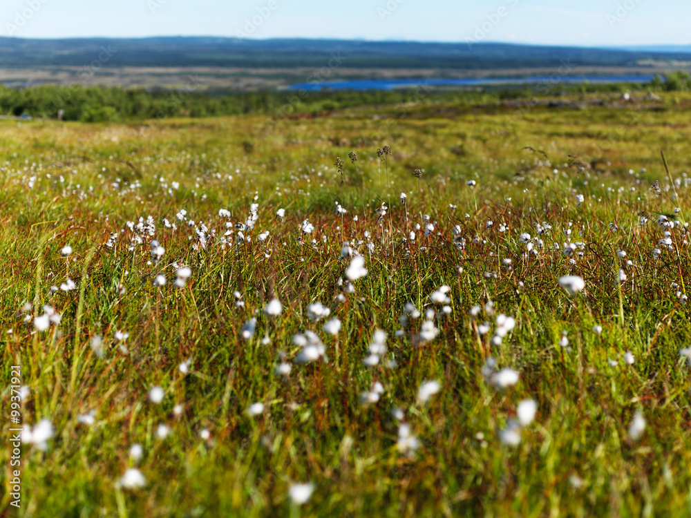 Fototapeta premium Swedish Cotton Grass