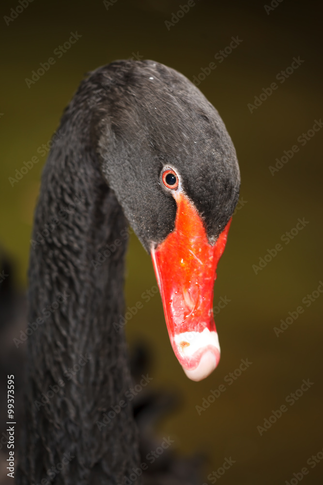 Fototapeta premium Black Swan