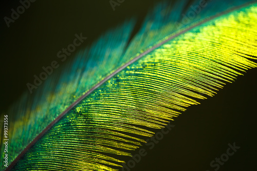 Quetzal feather