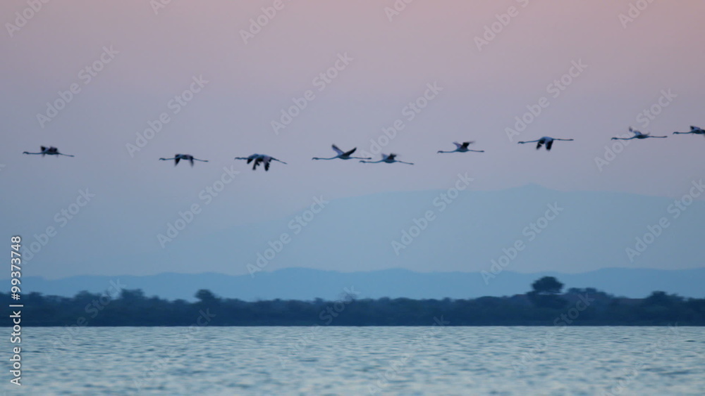 Flamingo bird flying sunset water France Camargue Flamingo bird flying sunset water France Camargue