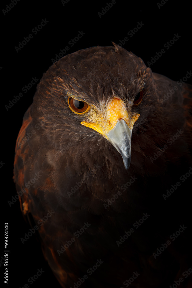 Harris's Hawk Harris's Hawk
