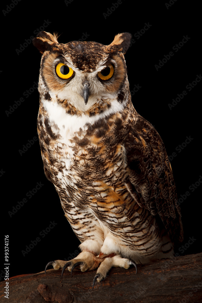 Obraz premium Great Horned Owl