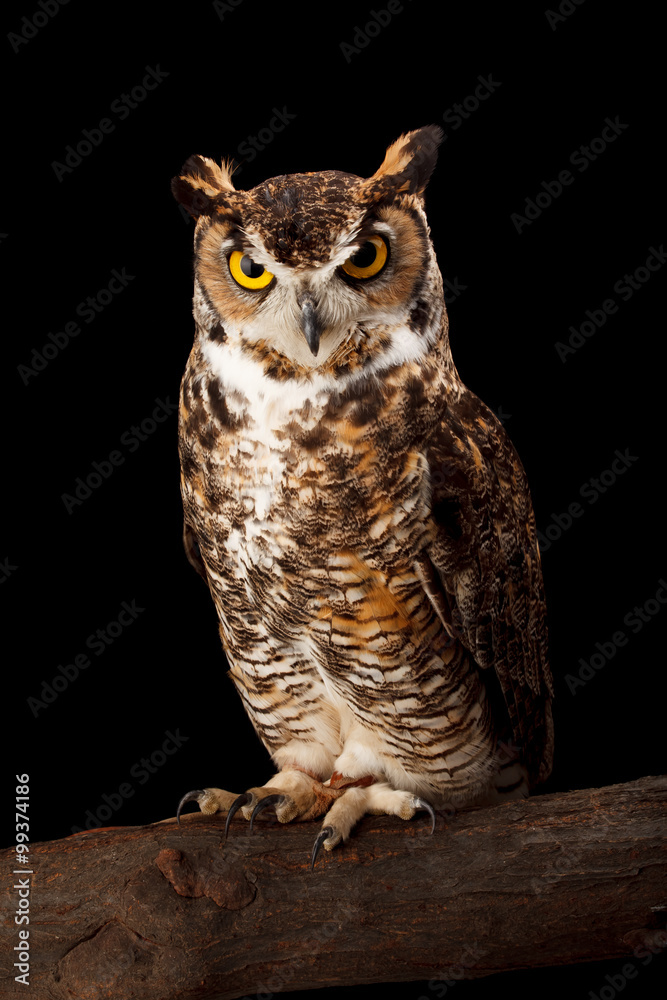 Naklejka premium Great Horned Owl