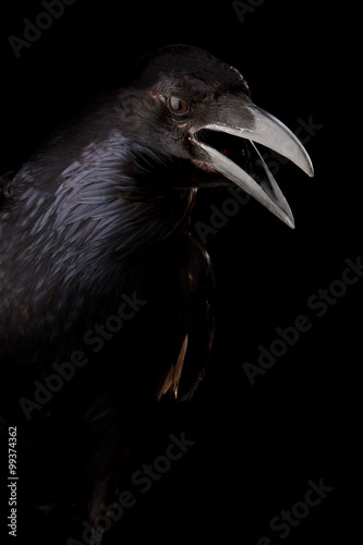 Black crow in black
