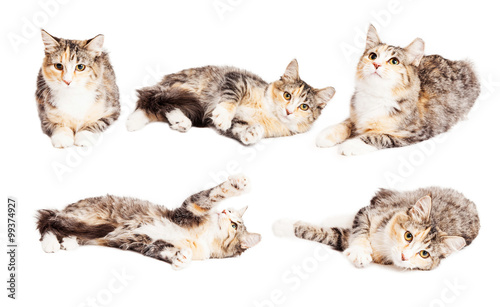 Cute Calico Kitten In Different Positions