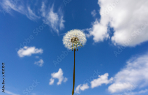 Pusteblume