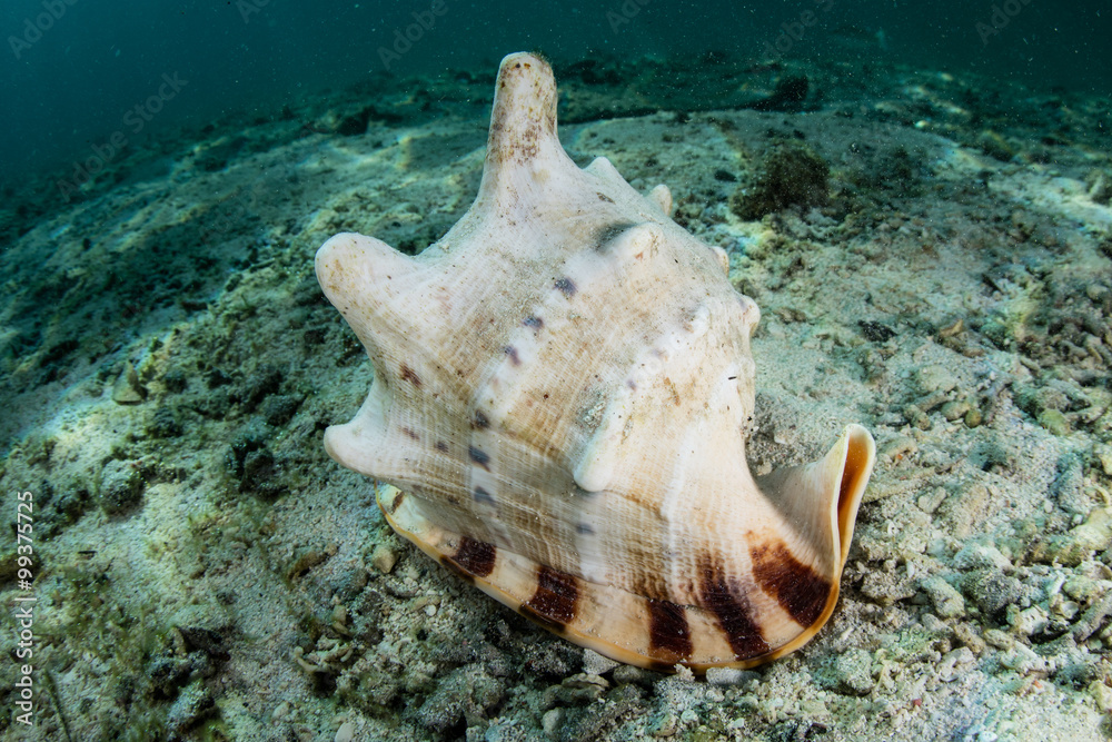 Helmet Shell on Seafloor